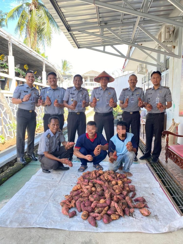 Lapas Kalianda Sukses Panen Ubi, Dorong Warga Binaan Tingkatkan Keterampilan Pertanian
