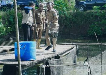 Bupati Pringsewu Apresiasi Panen Ikan Nila, Dorong Inovasi dan Ketahanan Usaha Budidaya