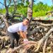 Peduli Lingkungan, PT ASDP Bakauheni Gelar Ocean Clean Up Day di Pantai Mangrove