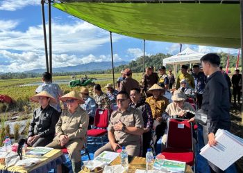 Pemkab Tanggamus Gelar Panen Raya Padi Serentak, Dukung Swasembada Pangan Nasional