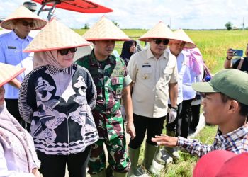 Lampung Selatan Ikuti Panen Raya Serentak, Dukung Percepatan Swasembada Pangan