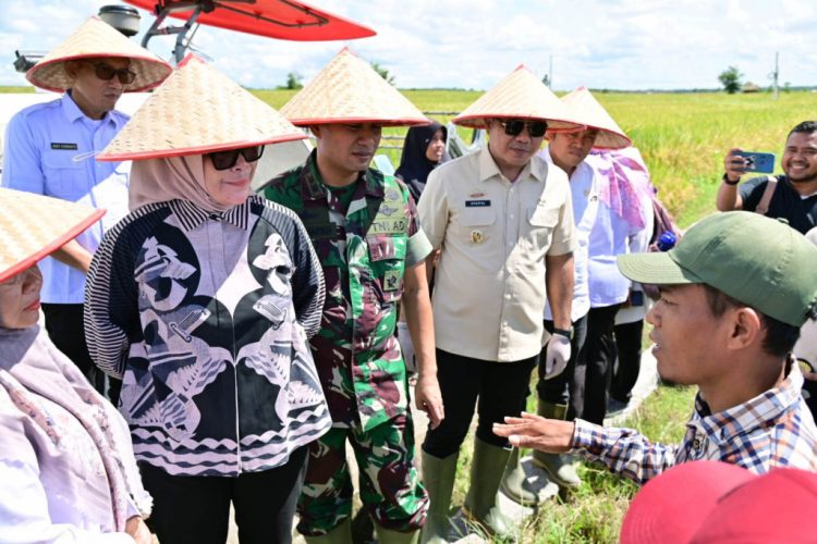 Lampung Selatan Ikuti Panen Raya Serentak, Dukung Percepatan Swasembada Pangan