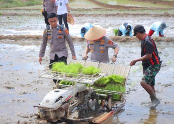 Kapolda Lampung Irjen Helmy Santika Ikut Tanam Padi Serentak, Tunjukkan Dukungan Polri untuk Ketahanan Pangan