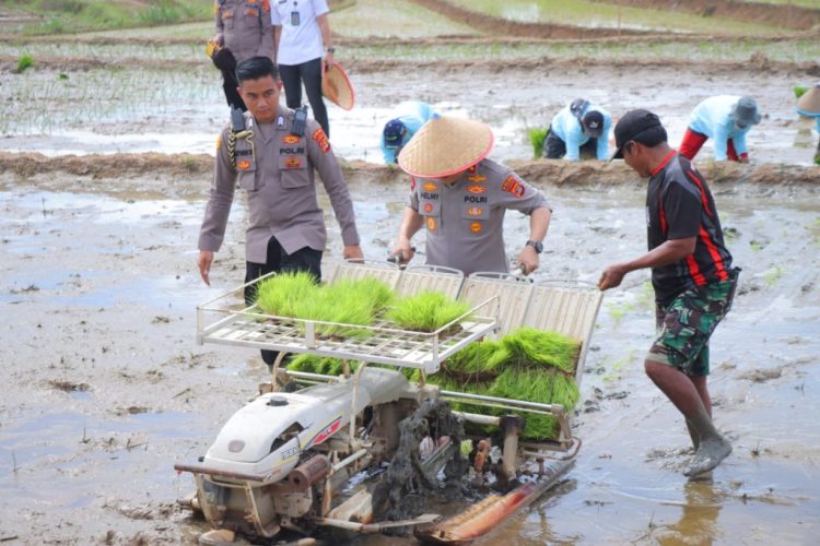 Kapolda Lampung Irjen Helmy Santika Ikut Tanam Padi Serentak, Tunjukkan Dukungan Polri untuk Ketahanan Pangan