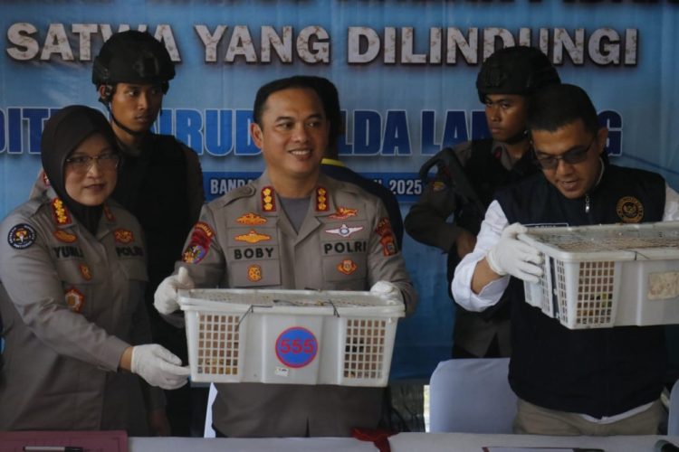 Penyelundupan Ratusan Burung Gagal Total di Bakauheni, 132 Jenis Dilindungi Diselamatkan