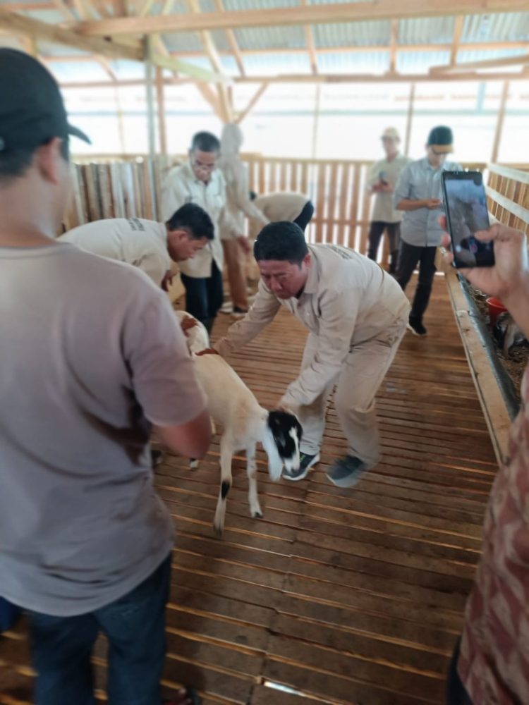 Dukung Peternak Lokal, Dinas Perkebunan dan Peternakan Tanggamus Gelar Vaksinasi Ternak di Kandang Bintang Sembilan