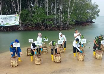 Cegah Abrasi, Gubernur Lampung Tanam Ribuan Mangrove di Pesawaran Bersama Pelaku Usaha