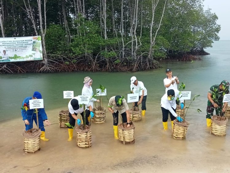 Cegah Abrasi, Gubernur Lampung Tanam Ribuan Mangrove di Pesawaran Bersama Pelaku Usaha