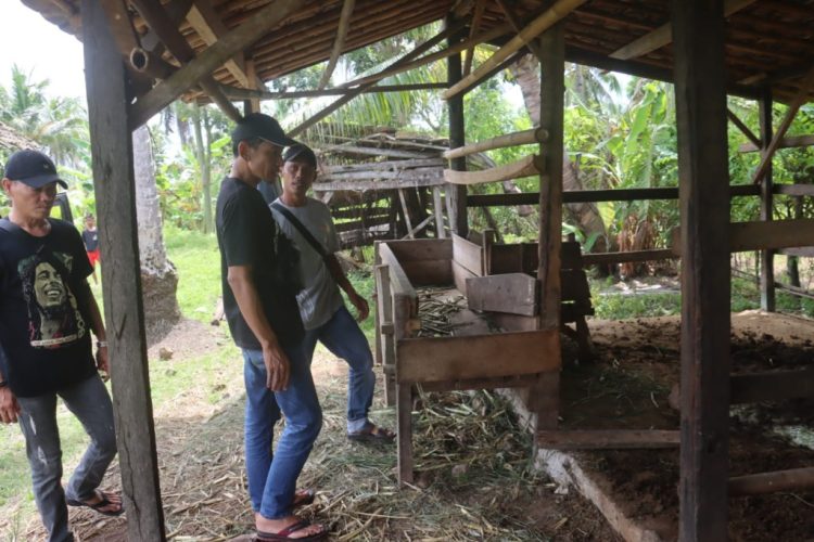 Aksi Kejar-kejaran Polisi dan Pencuri Sapi di Lampung Selatan: Satu Ekor Sapi Berhasil Diselamatkan