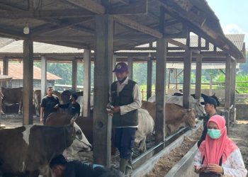 Dinas Pertanian Pringsewu Perketat Pemeriksaan Kesehatan Hewan Jelang Iduladha