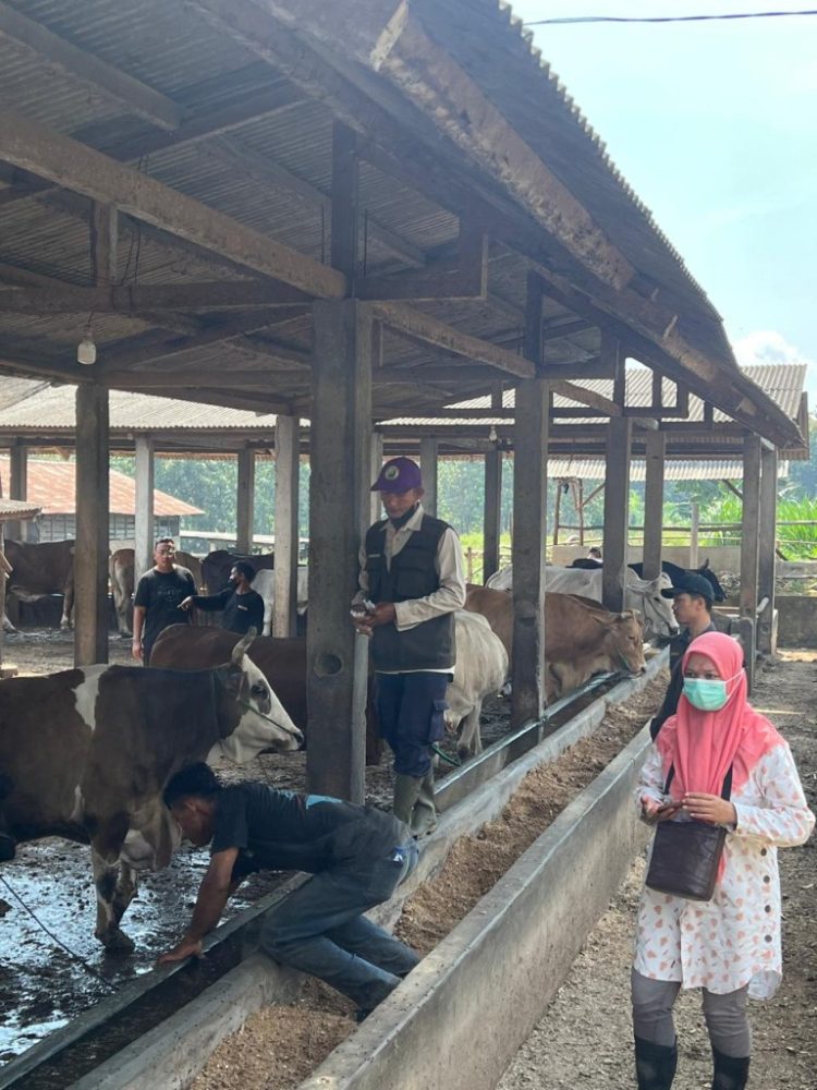 Dinas Pertanian Pringsewu Perketat Pemeriksaan Kesehatan Hewan Jelang Iduladha