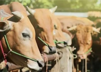 Sapi Presiden 900 Kg Siap Disembelih, Pemkab Tanggamus Siapkan 80 Hewan Kurban untuk Iduladha 1446 H