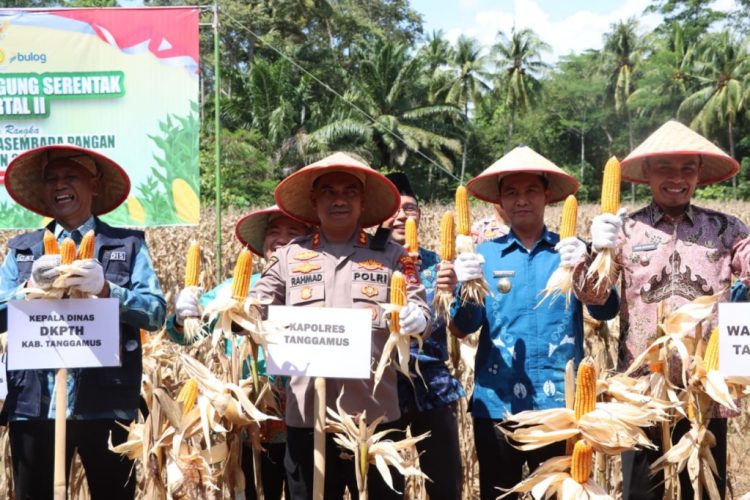 Wabup Tanggamus Hadiri Panen Raya Jagung & Groundbreaking Gudang, Dukung Ketahanan Pangan Nasional