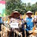 Wabup Tanggamus Hadiri Panen Raya Jagung & Groundbreaking Gudang, Dukung Ketahanan Pangan Nasional