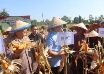 Polres Lampung Selatan Gelar Panen Raya Jagung, Tunjukkan Komitmen Dukung Ketahanan Pangan Nasional
