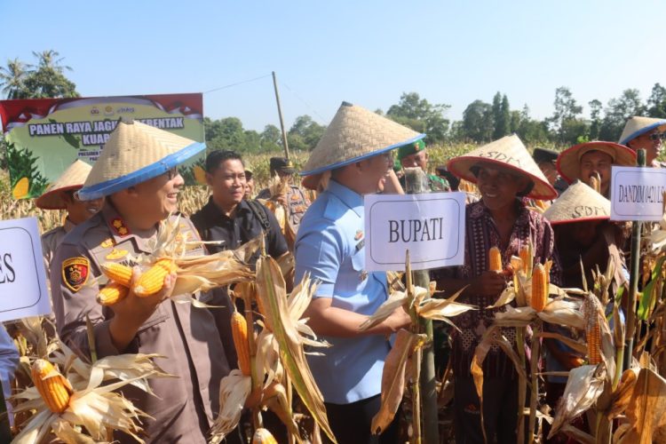 Polres Lampung Selatan Gelar Panen Raya Jagung, Tunjukkan Komitmen Dukung Ketahanan Pangan Nasional