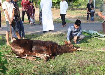 Polres Pesawaran Sembelih 9 Hewan Kurban, Tebarkan Semangat Berbagi di Hari Raya Iduladha