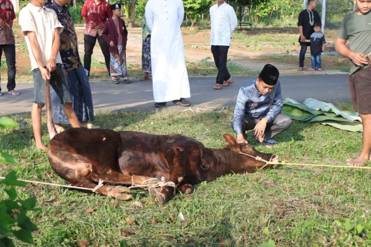 Polres Pesawaran Sembelih 9 Hewan Kurban, Tebarkan Semangat Berbagi di Hari Raya Iduladha