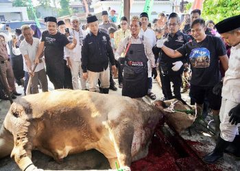 Bupati Pringsewu Jadi Imam Salat Ied dan Penyembelih Hewan Kurban, Wujud Teladan di Hari Raya