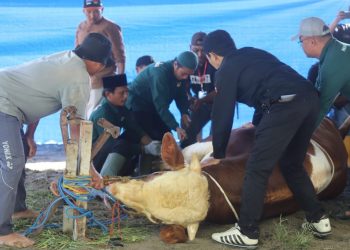Parosil Serahkan Sapi Kurban Presiden Prabowo, Dorong Semangat Peternak Lokal Lampung Barat