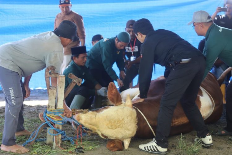 Parosil Serahkan Sapi Kurban Presiden Prabowo, Dorong Semangat Peternak Lokal Lampung Barat