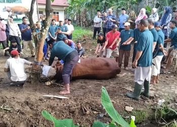 Pemkab Tanggamus Bagikan 1.400 Paket Daging Kurban, Sapi Presiden Disembelih di Islamic Center