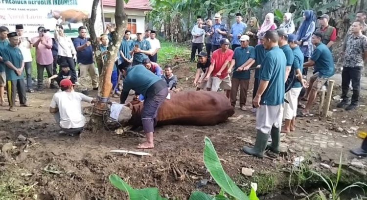 Pemkab Tanggamus Bagikan 1.400 Paket Daging Kurban, Sapi Presiden Disembelih di Islamic Center
