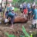 Pemkab Tanggamus Bagikan 1.400 Paket Daging Kurban, Sapi Presiden Disembelih di Islamic Center