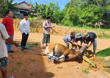 BPN Mesuji Sambut Idul Adha dengan Semangat Berbagi, Sembelih Sapi Kurban untuk Masyarakat
