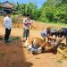 BPN Mesuji Sambut Idul Adha dengan Semangat Berbagi, Sembelih Sapi Kurban untuk Masyarakat