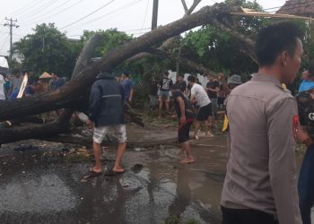 Pohon Tumbang Timpa Pengendara di Gadingrejo, Lalu Lintas Lintas Barat Sumatera Sempat Lumpuh