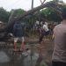 Pohon Tumbang Timpa Pengendara di Gadingrejo, Lalu Lintas Lintas Barat Sumatera Sempat Lumpuh