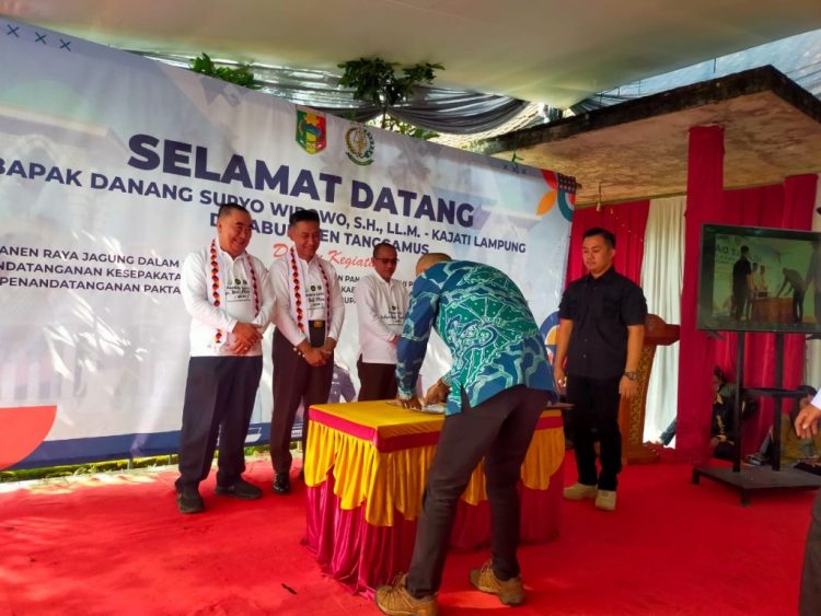 Panen Jagung, Tanam Integritas: Tanggamus Gaungkan Ketahanan Pangan dan Transparansi Dana Desa