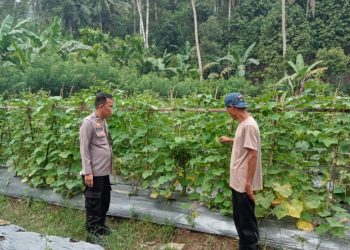 Bhabinkamtibmas Polres Pesawaran Aktif Kawal Ketahanan Pangan, Dampingi Warga Kelola Pekarangan dan Ternak