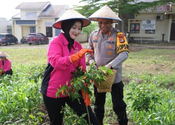 Panen Cabai di Mapolres, Kapolres Pesawaran Tunjukkan Komitmen Polri Dukung Ketahanan Pangan