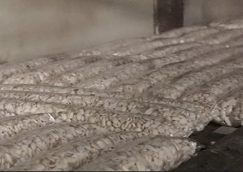 Dari Pabrik Kecil ke Program Nasional: Tempe Sehat Sutikno Siap Dukung Makan Bergizi Gratis di Bandar Lampung