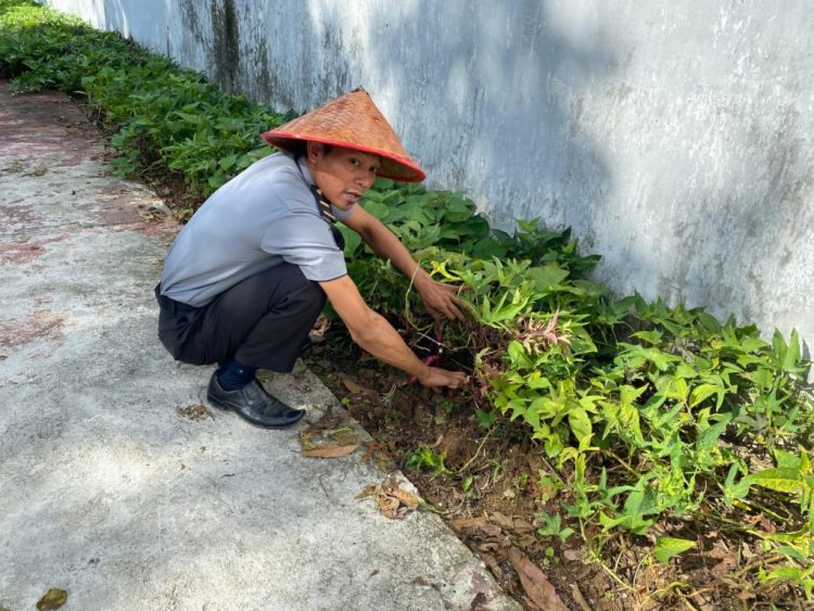 Lapas Kalianda Gencarkan Ketahanan Pangan: Dari Biji Tomat hingga Terong Siap Panen