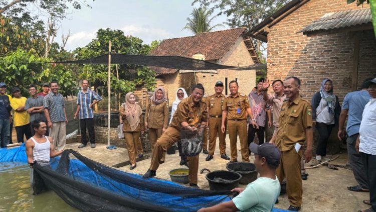 Tim TPID Kabupaten Tanggamus Tinjau Panen Ikan Lele di Pekon Way Jaha Kecamatan Pugung