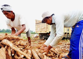 Permintaan Tapioka Dunia Anjlok, Harga Singkong Nasional Tertekan, Petani Lampung Diminta Bersiap