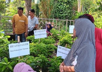 Pemkab Pesawaran Bagikan 700 Bibit Alpukat Aligator untuk Tingkatkan Ketahanan Pangan dan Kesejahteraan Masyarakat