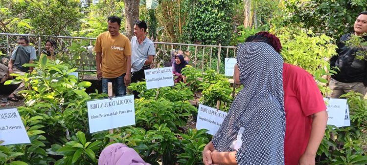 Pemkab Pesawaran Bagikan 700 Bibit Alpukat Aligator untuk Tingkatkan Ketahanan Pangan dan Kesejahteraan Masyarakat