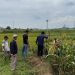 Tanah Wakaf NU Mulai Diukur untuk Penerbitan Sertifikat, Dorong Legalitas Aset Keagamaan di Pringsewu