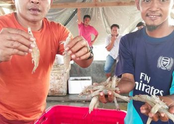 Petambak Eks Dipasena Lampung Bangkit Kembali, Panen Raya Udang Jadi Simbol Kebersamaan