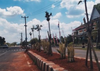 Pringsewu Panas Usai Pohon Ketapang Kencana di Median Jalan Pemkab Dibongkar, DPRD Ikut Angkat Bicara
