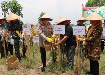 Kolaborasi Lintas Sektor: Kapolda dan Pangdam Pimpin Panen Raya Jagung di Pringsewu, Lampung