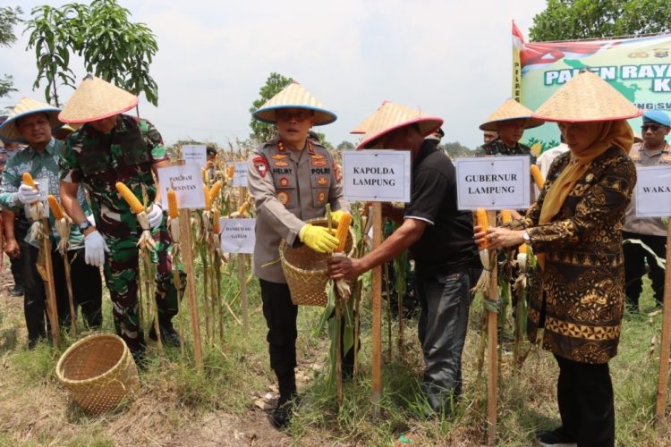 Kolaborasi Lintas Sektor: Kapolda dan Pangdam Pimpin Panen Raya Jagung di Pringsewu, Lampung
