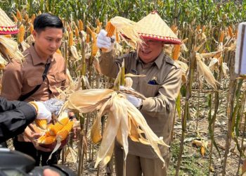 Polres Tanggamus Gelar Panen Jagung Kuartal III 2025, Bupati dan Forkopimda Turut Hadir Dukung Ketahanan Pangan