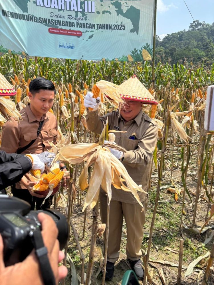 Polres Tanggamus Gelar Panen Jagung Kuartal III 2025, Bupati dan Forkopimda Turut Hadir Dukung Ketahanan Pangan