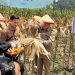 Polres Tanggamus Gelar Panen Jagung Kuartal III 2025, Bupati dan Forkopimda Turut Hadir Dukung Ketahanan Pangan