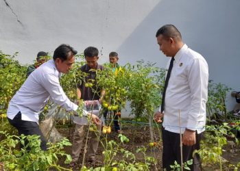 Tomat Segar dari Balik Jeruji: Lapas Kalianda Panen Raya Hasil Pembinaan Warga Binaan